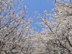 -高东镇樱花园
