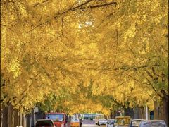 -三里屯东五街银杏大道