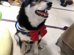 -逗柴咖啡屋·狗咖猫咖宠物桌游