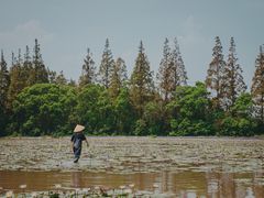 -上海长兴岛郊野公园
