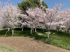 -径山花海