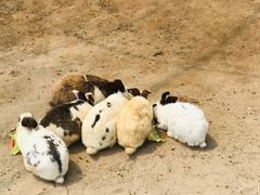 -前小桔亲子创意农场·草莓采摘·露营烧烤