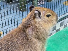 -上海大自然野生昆虫馆(东方明珠·爬宠昆虫探索中心)