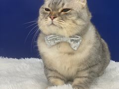 -爱洗澡的猫(天河路店)