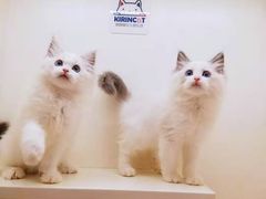 -十年猫舍·猫咪专门店(普陀店)