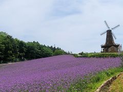 -大塘金香草谷