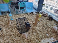 -怪兽屋·羊驼·猫咖·狗咖(俊华广场店)