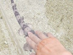 -上海海洋水族馆