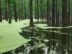 -渌洋湖湿地公园