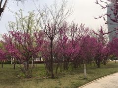 -郑州国际会展中心
