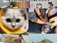 -御宝贝·A梦猫科宠物医院(国际猫友好医院)