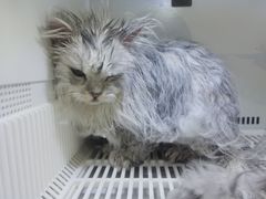 -山宅一喵德文卷毛猫舍