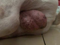 -北京赛佳动物医院