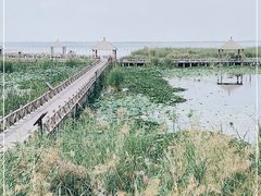 -哈素海