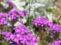 -上海鲜花港