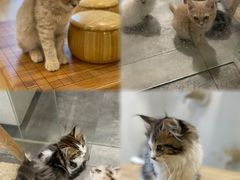 -楼上猫咖(罗湖店)