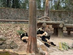 -都江堰中华大熊猫苑