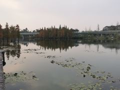 -白鹭湾湿地公园