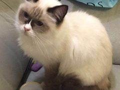 -猫色咖啡·猫咖