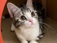 -猫大福·Fortune Cat猫舍(百子湾店)