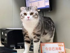 -伟伟宠物医院·瑞派猫友好医院·猫科(光谷店)