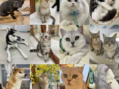 -共舞时光猫咖·狗咖(新街口店)