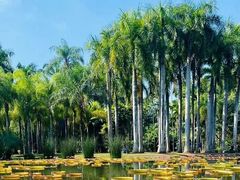 -中国科学院西双版纳热带植物园