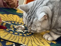 -平行世界·猫咖(首经贸店)