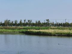 -春花秋色城市公园