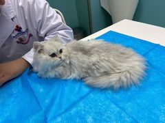 -欧奕国际动物医院