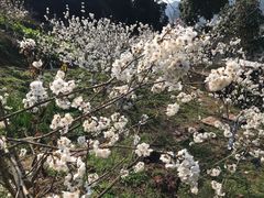 -樱桃山旅游景区