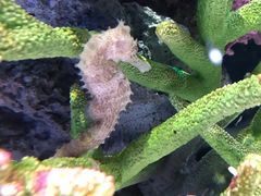 -暹罗海洋世界