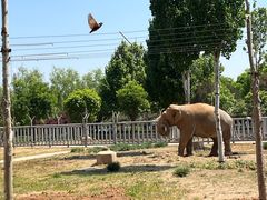 -石家庄市动物园