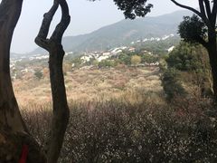 -香雪海