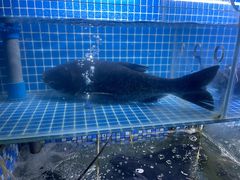 -宝荣鱼馆·临湖之宴(千岛湖店)