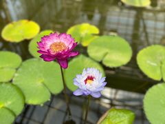 -国家植物园