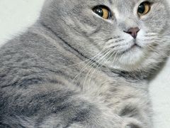 -爱佳宠物中心医院24H·CT·骨外科·猫专科(瑶海万达店)