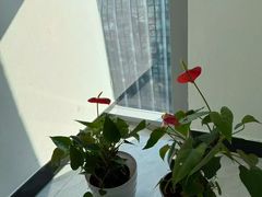 -新航道·雅思托福·Alevel AP·留学考研(光谷校区)