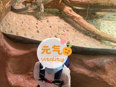 -上海大自然野生昆虫馆(东方明珠·爬宠昆虫探索中心)