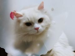 -北京博爱动物医院有限公司