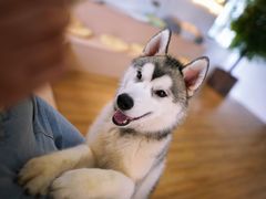 -Husky Go! 哈士奇体验馆·宠物咖啡厅狗咖