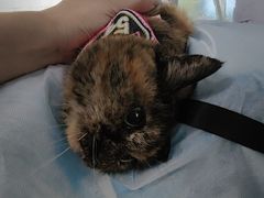 -北京赛佳动物医院