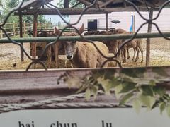 -青藏高原野生动物园