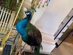 -西双版纳融创皇冠假日度假酒店