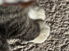-老钟家烤羊排·敦伊阁清真餐厅胡羊焖饼
