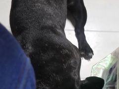 -波姐宠物家庭寄养