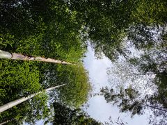 -宁波浙东大竹海景区