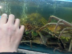 -蟹之国·精品蟹料理(极地店)