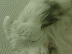 -小猫来了·猫咪专售(红山六九七九店)