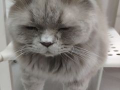 -我爱猫咪·猫咖·狗咖·安哥拉兔·羊驼咖(小寨华旗店)